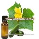 Pure Cucumber Seed Oil For Skin Care